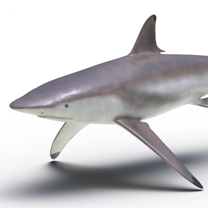 3D model Spinner Shark Rigged