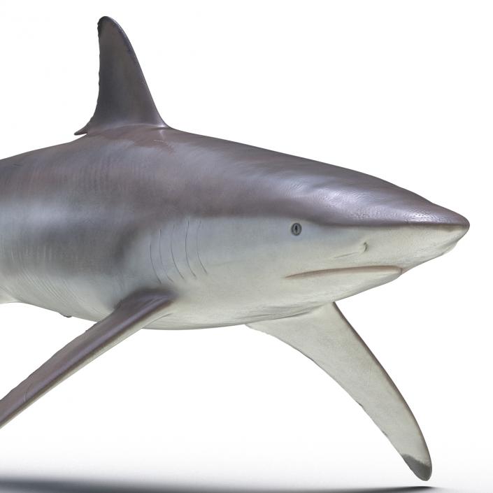 3D model Spinner Shark Rigged