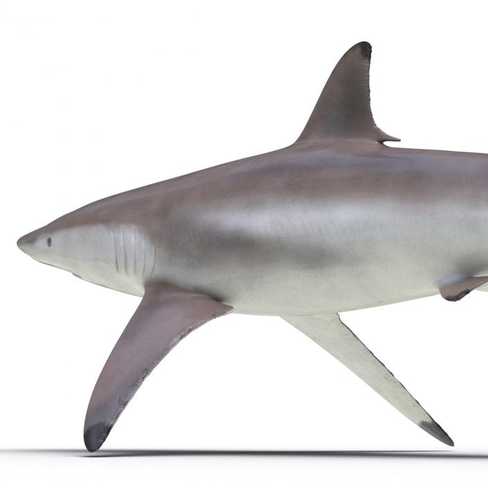 3D model Spinner Shark Rigged