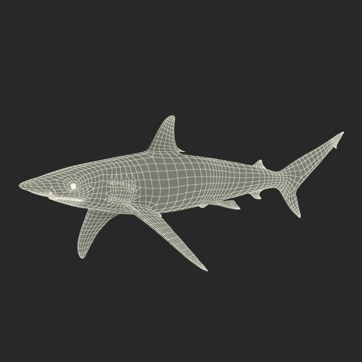 3D model Spinner Shark Rigged