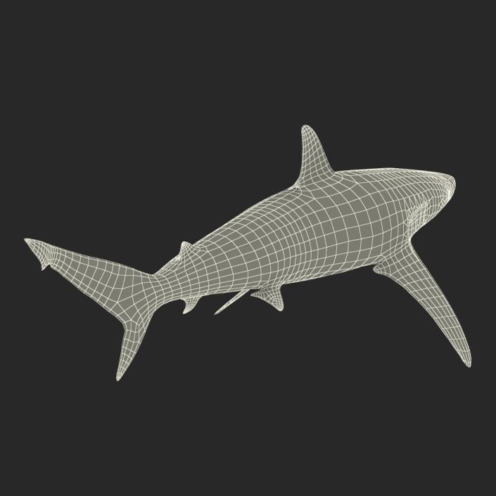 3D model Spinner Shark Rigged