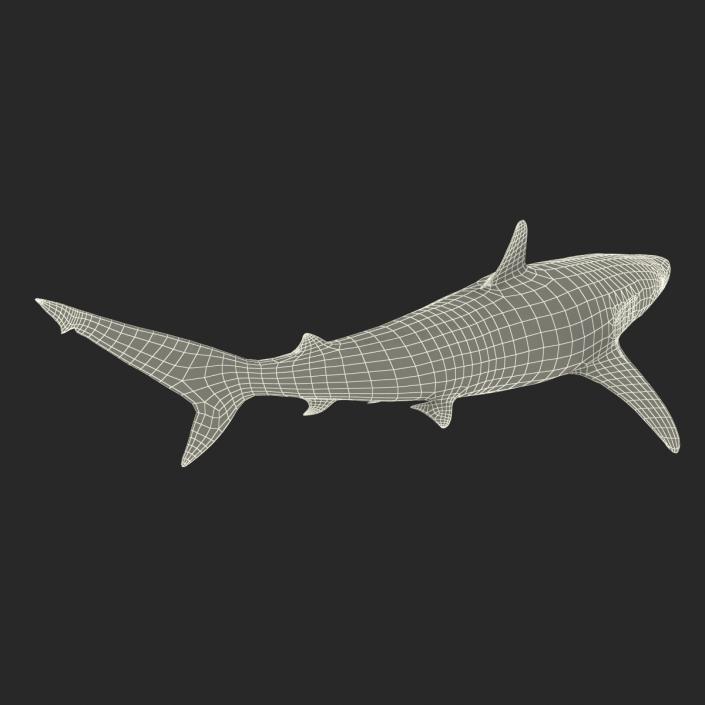 3D model Spinner Shark Rigged