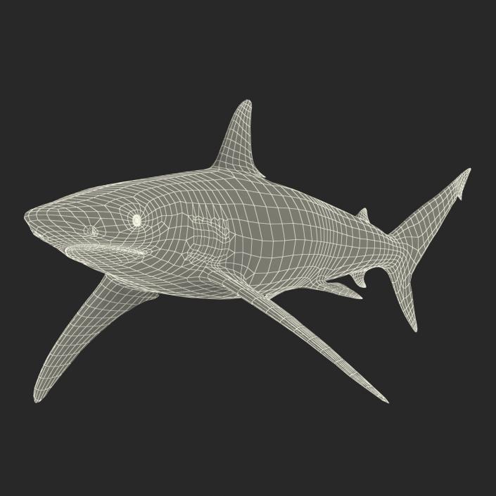 3D model Spinner Shark Rigged