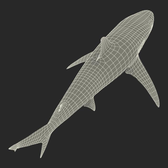 3D model Spinner Shark Rigged