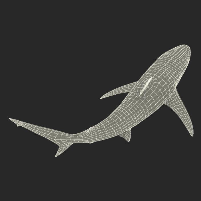 3D model Spinner Shark Rigged