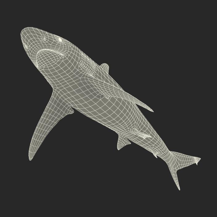 3D model Spinner Shark Rigged