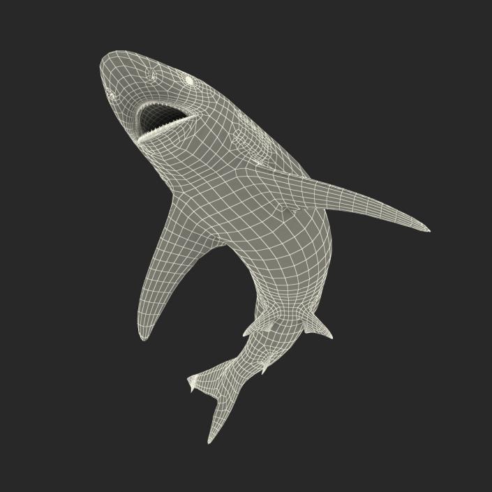 3D model Spinner Shark Rigged