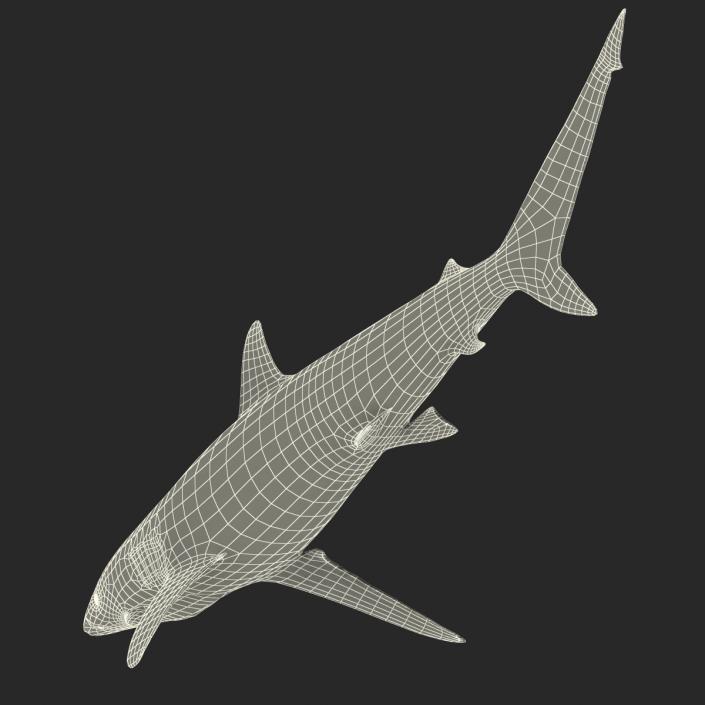 3D model Spinner Shark Rigged