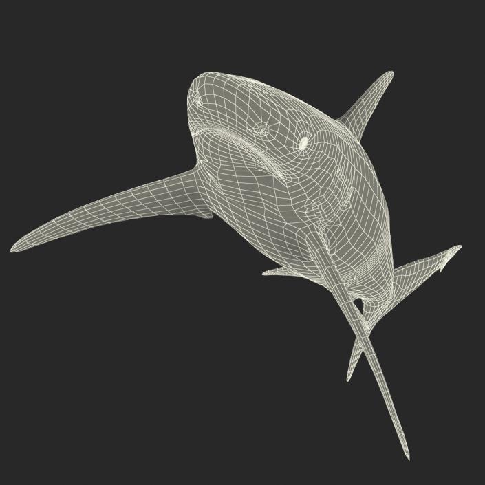 3D model Spinner Shark Rigged