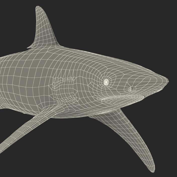 3D model Spinner Shark Rigged