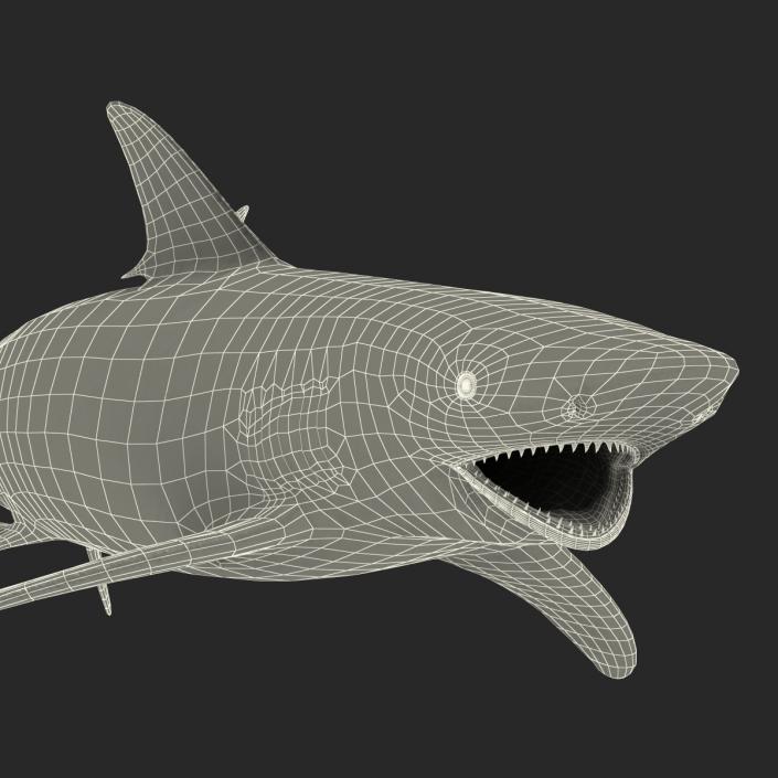 3D model Spinner Shark Rigged