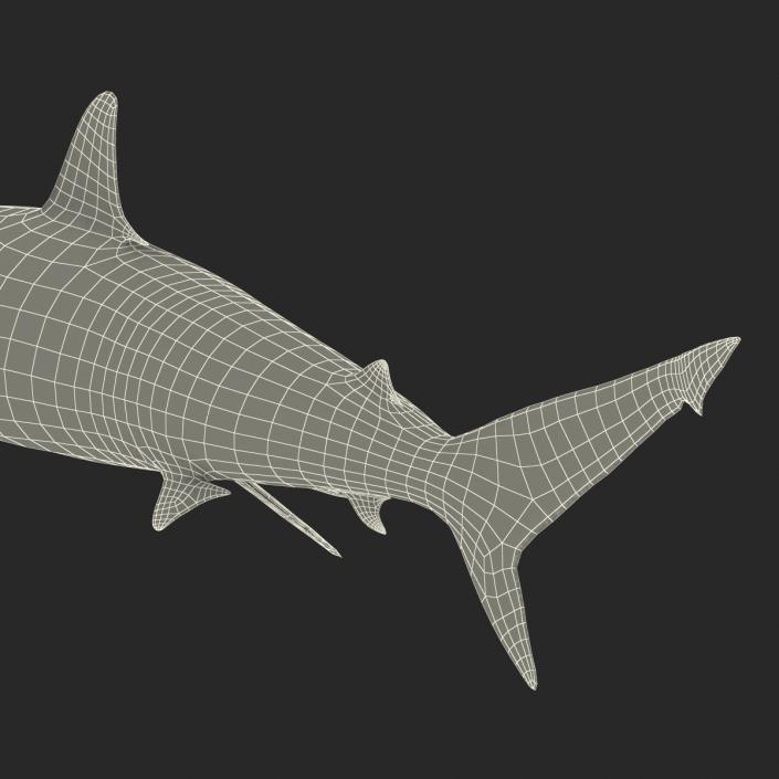 3D model Spinner Shark Rigged