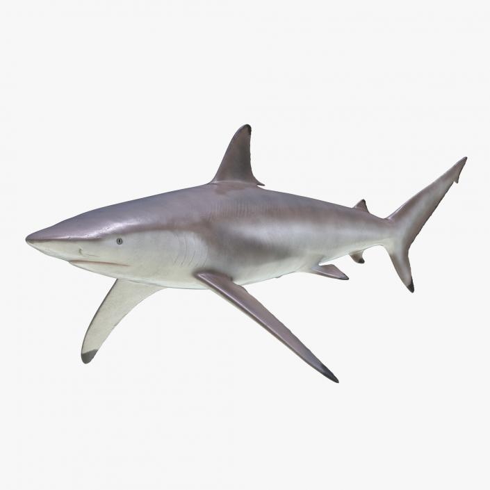 3D Spinner Shark model