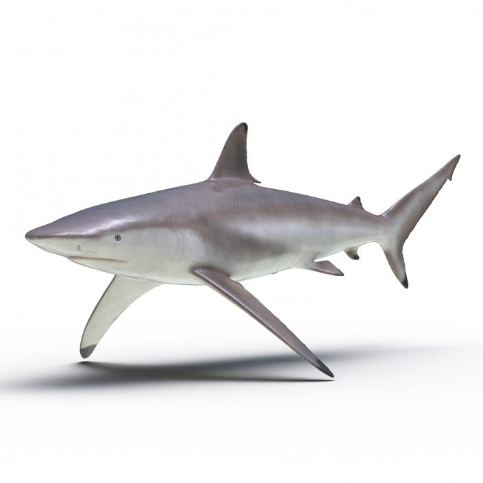 3D Spinner Shark model