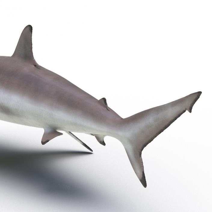 3D Spinner Shark model