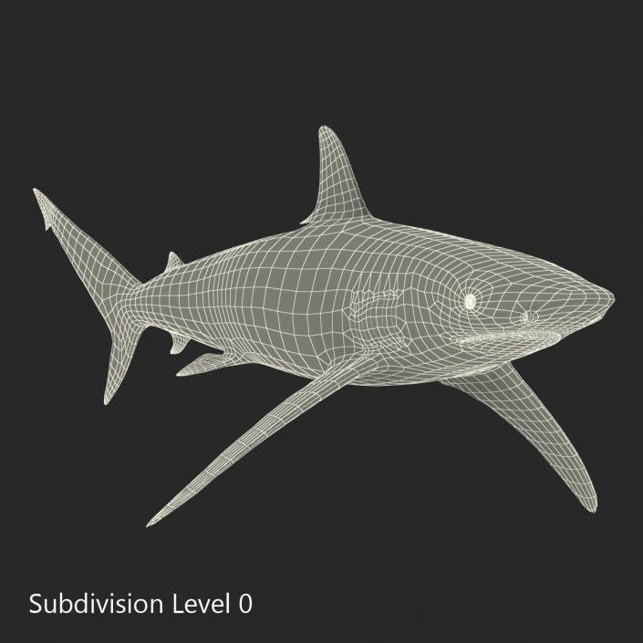 3D Spinner Shark model