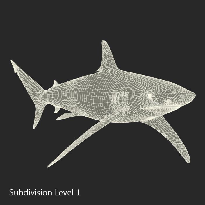 3D Spinner Shark model