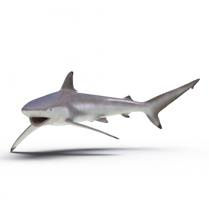 3D model Spinner Shark Pose 2