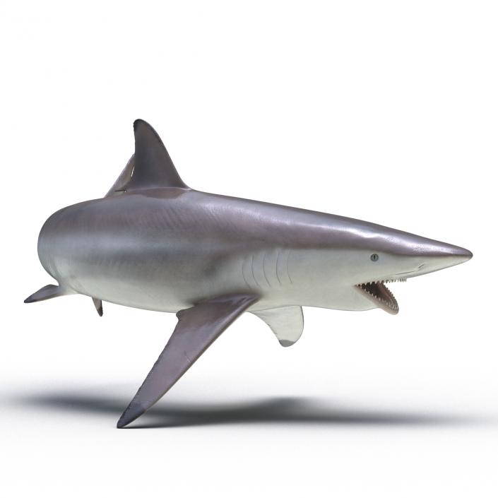 3D model Spinner Shark Pose 2