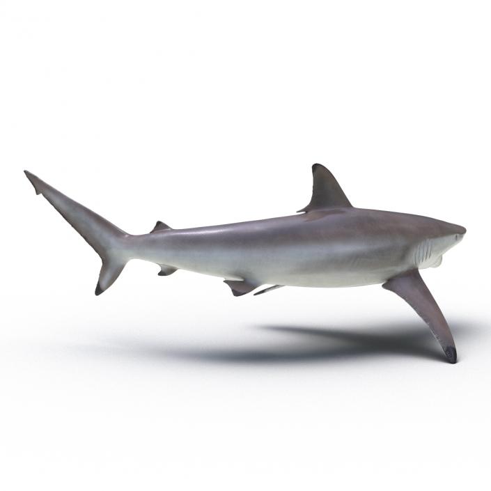 3D model Spinner Shark Pose 2