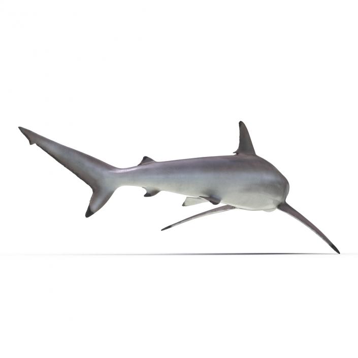 3D model Spinner Shark Pose 2