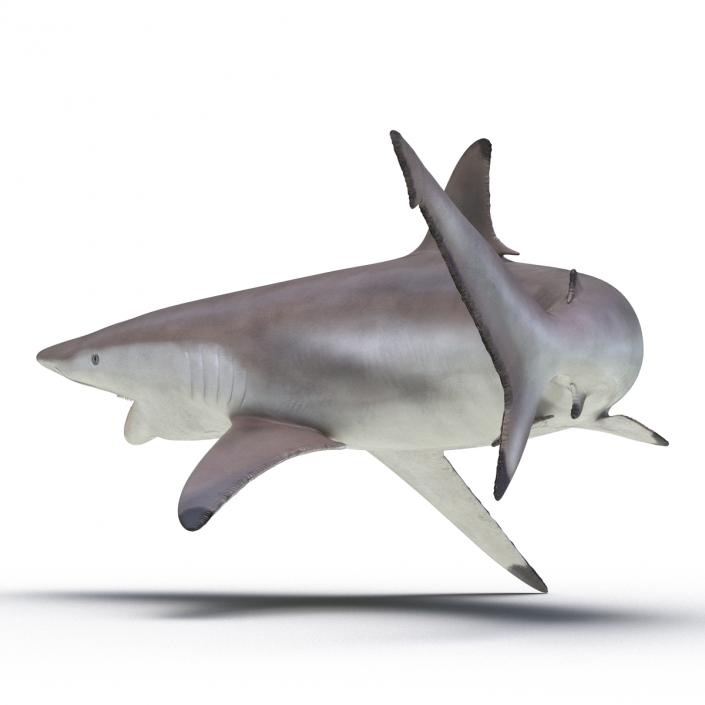 3D model Spinner Shark Pose 2