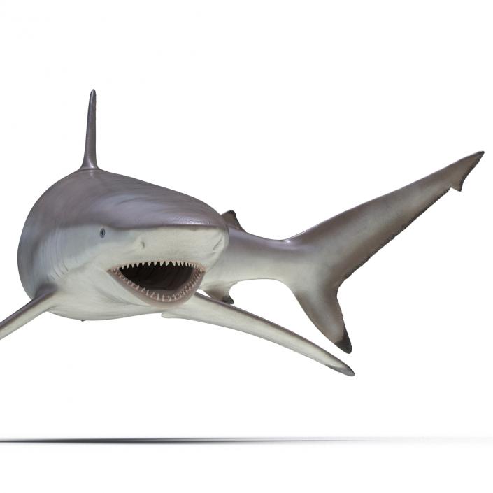 3D model Spinner Shark Pose 2