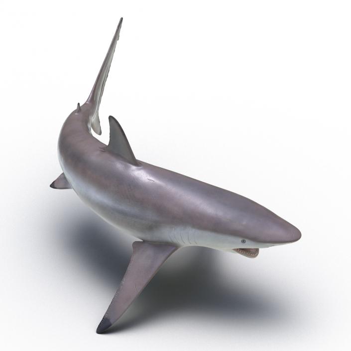 3D model Spinner Shark Pose 2