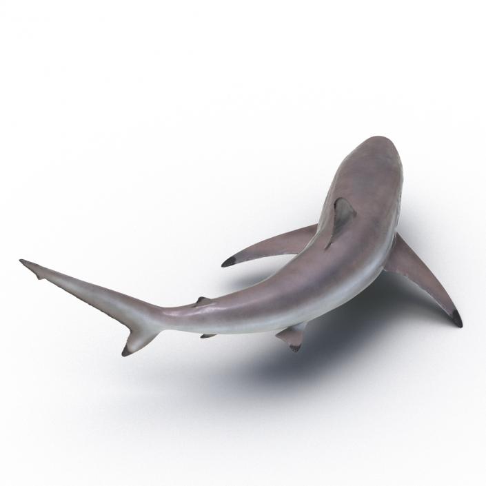 3D model Spinner Shark Pose 2