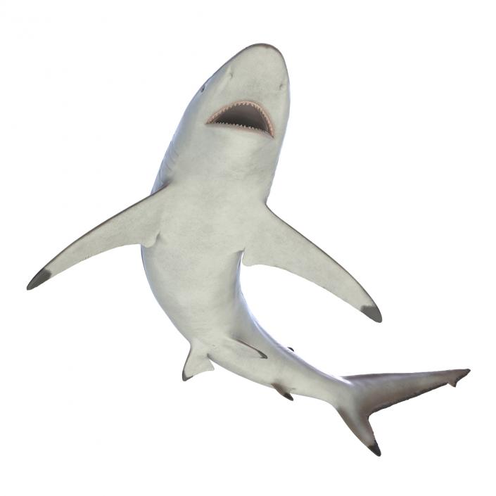 3D model Spinner Shark Pose 2