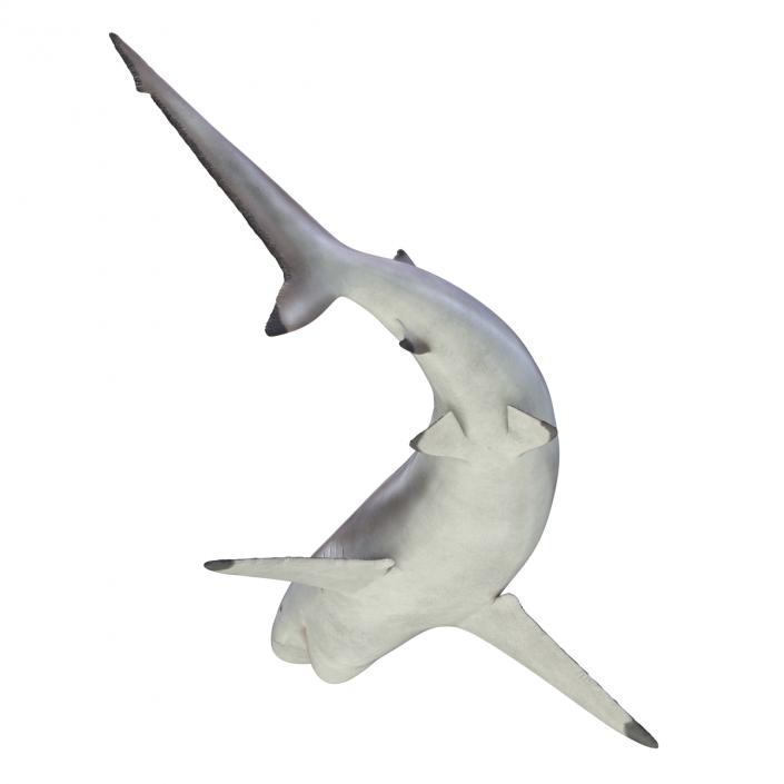 3D model Spinner Shark Pose 2