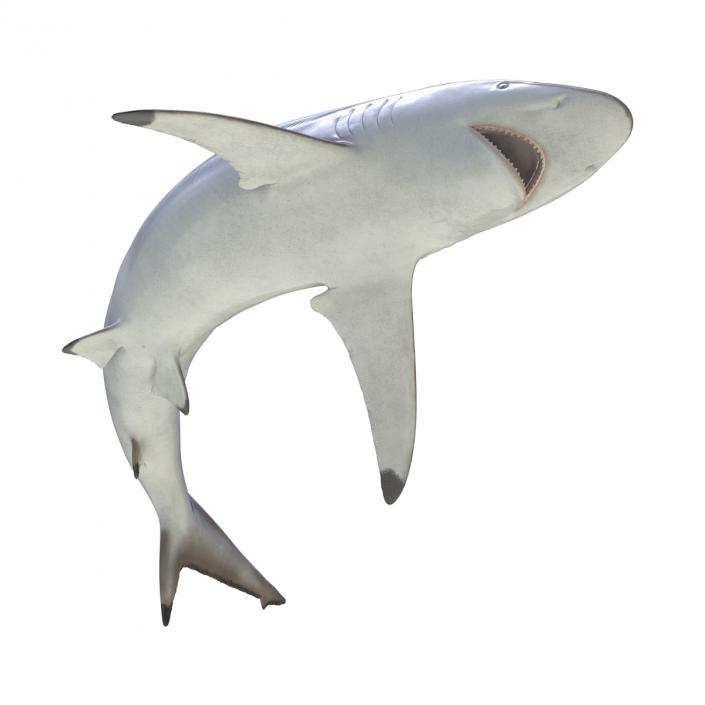 3D model Spinner Shark Pose 2