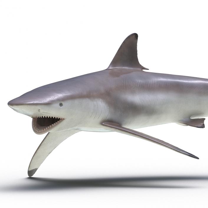 3D model Spinner Shark Pose 2