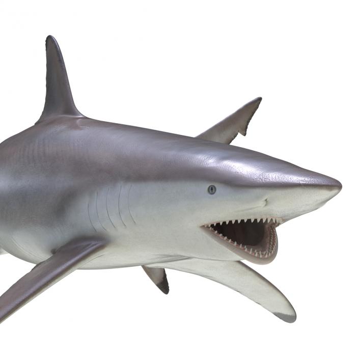 3D model Spinner Shark Pose 2