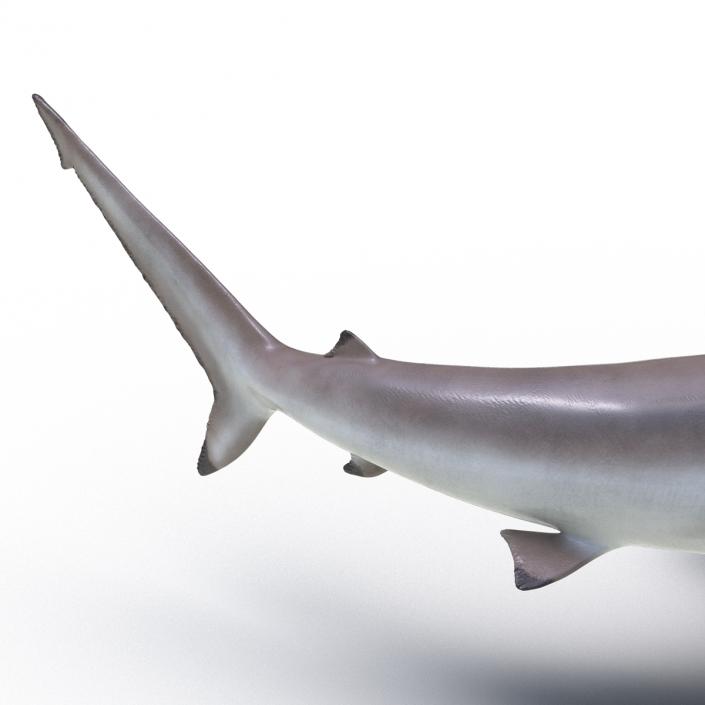 3D model Spinner Shark Pose 2