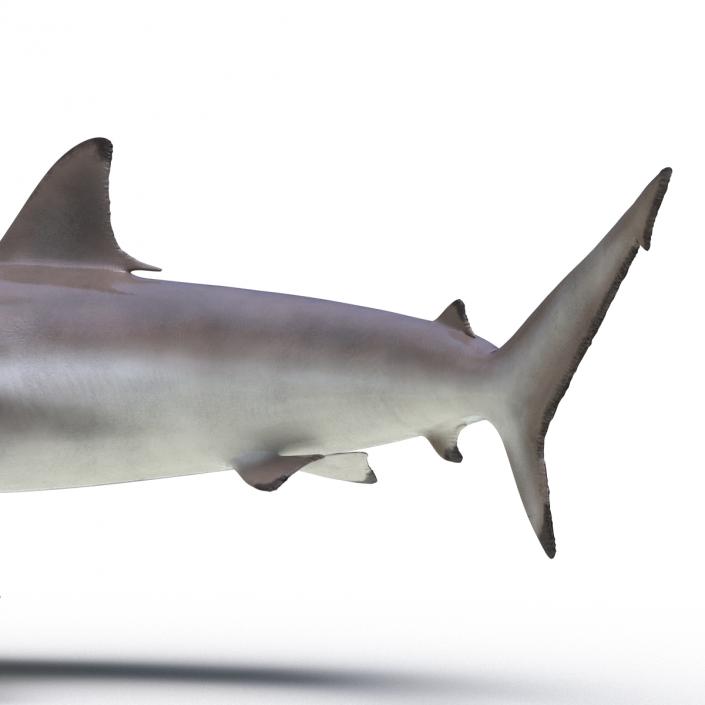 3D model Spinner Shark Pose 2