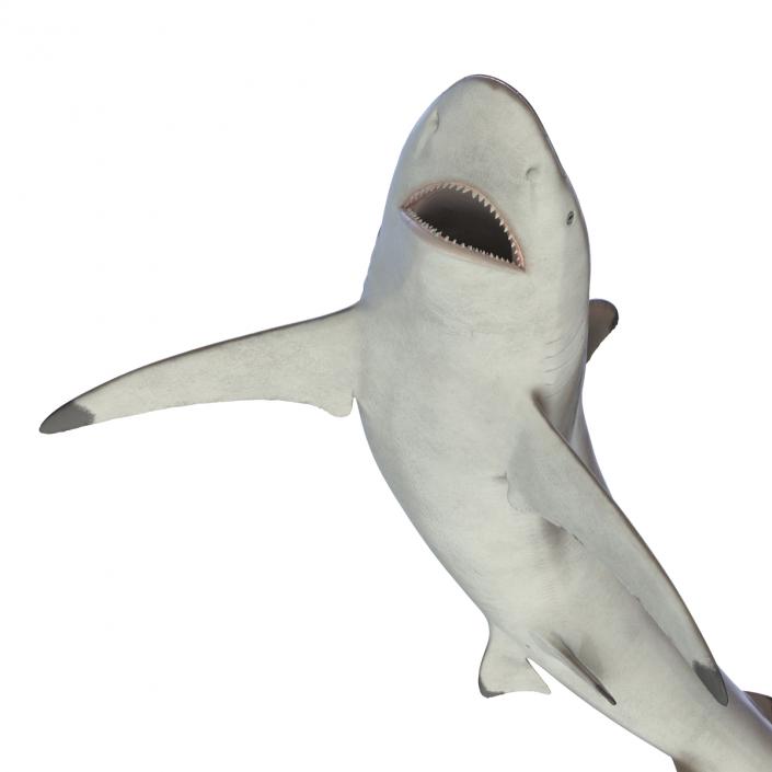 3D model Spinner Shark Pose 2