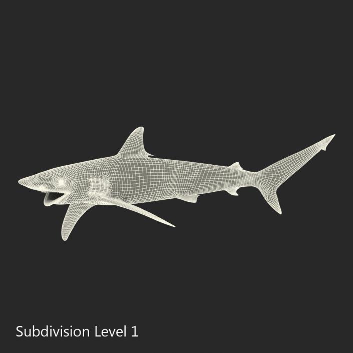 3D model Spinner Shark Pose 2