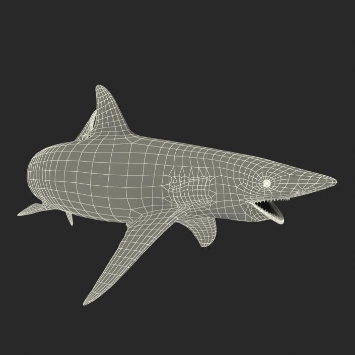 3D model Spinner Shark Pose 2