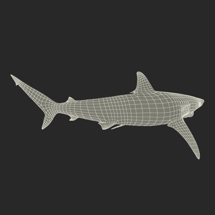 3D model Spinner Shark Pose 2