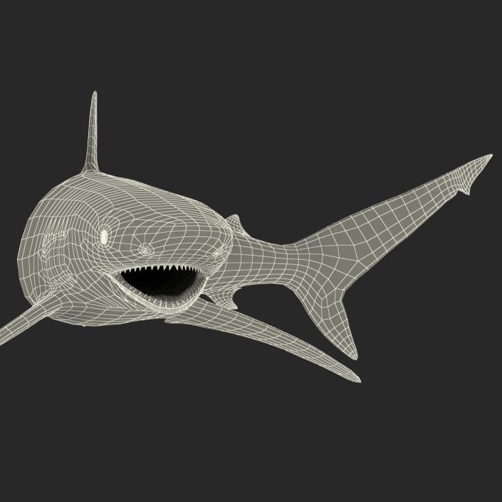 3D model Spinner Shark Pose 2