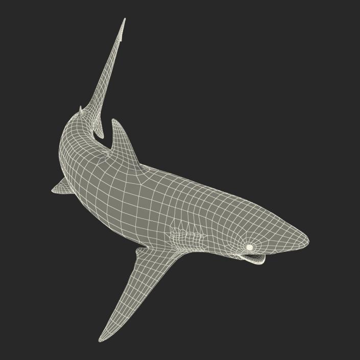 3D model Spinner Shark Pose 2