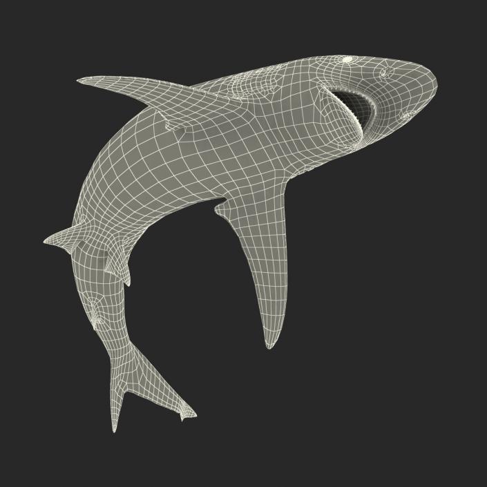 3D model Spinner Shark Pose 2