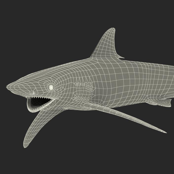 3D model Spinner Shark Pose 2