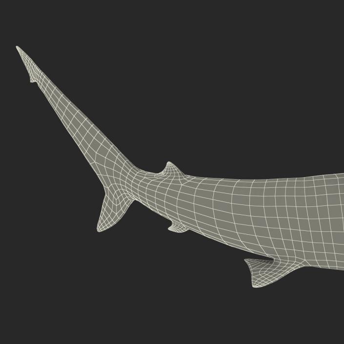 3D model Spinner Shark Pose 2