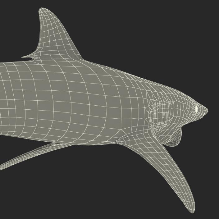 3D model Spinner Shark Pose 2