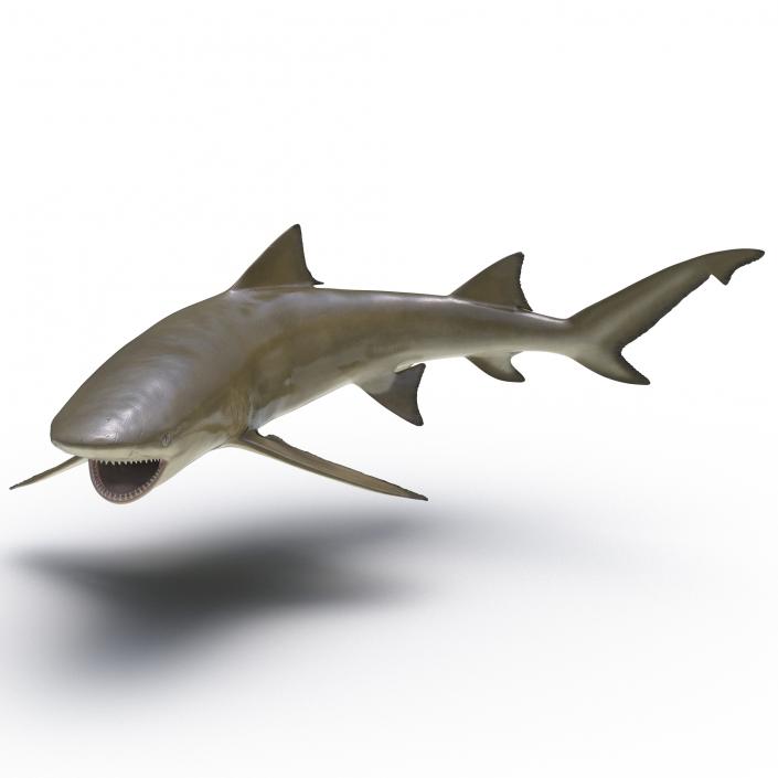 3D Sicklefin Lemon Shark Pose 2 model