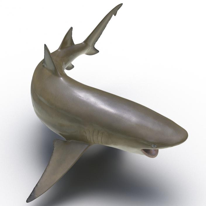 3D Sicklefin Lemon Shark Pose 2 model