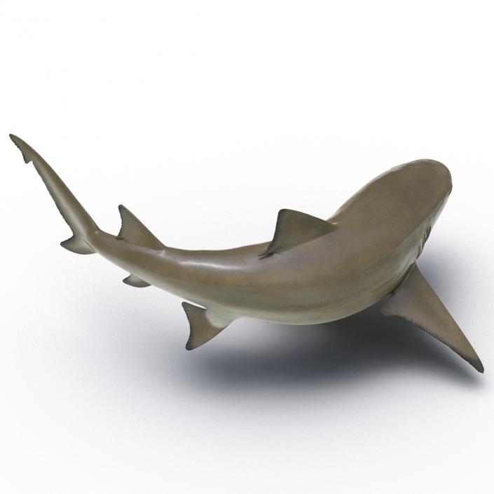 3D Sicklefin Lemon Shark Pose 2 model