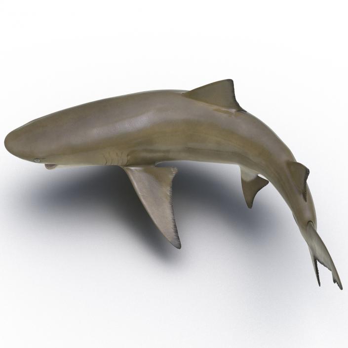 3D Sicklefin Lemon Shark Pose 2 model